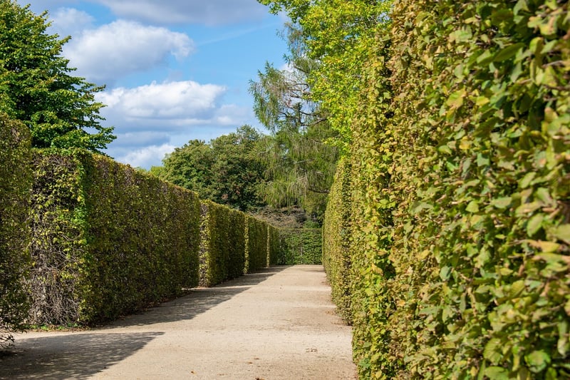 Hedge Maze Labyrinth