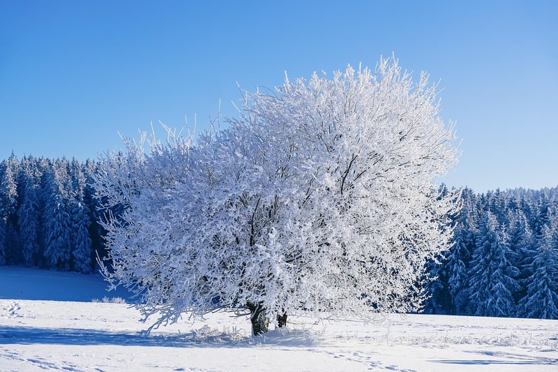 Snow-covered landscape